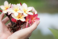 Manfaat Bunga Kamboja untuk Kulit yang Jarang Diketahui, Ini Ulasannya