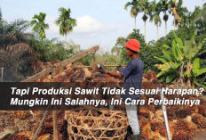 Tapi Produksi Sawit Tidak Sesuai Harapan? Mungkin Ini Salahnya, Ini Cara Perbaikinya 