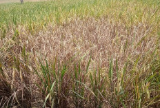 Sebentar Lagi Panen, Sawah di Kaur Diserang Wareng, Peran PPL Apa? 