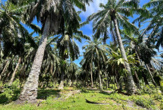 2026 Kuota Replanting Sawit di Bengkulu Selatan 1.500 Hektar, Tapi Cuma di 5 Kecamatan Ini