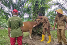 Waspada Penyakit Mematikan, Pemkab Bengkulu Selatan Intensifkan Perlindungan Hewan Ternak