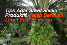 Tips Agar Sawit Selalu Produktif, Tetap Berbuah Lebat Saat Kemarau