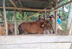 Kasus PMK di Provinsi Bengkulu Belum Berakhir, Puluhan Ekor Sapi Terinfeksi! 