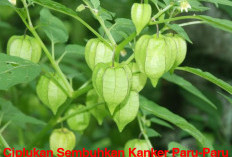 AJAIB! Tak Perlu Habiskan Uang Puluhan Juta, Cukup Pakai Ciplukan Sembuhkan Kanker Paru-Paru