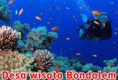 Desa Wisata Terbaik di Bali, Bondalem Tawarkan Pertunjukan Lumba-lumba Hingga Pelepasan Tukik