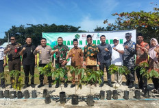 Kemenag Kaur Tanam 403 Pohon Matoa di Hari Bumi