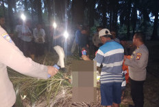 BREAKING NEWS! Pamit Cari Brondol Sawit, Kakek di Bengkulu Selatan Ditemukan MD