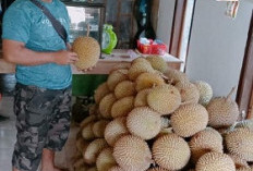 Musim Durian Warga Sahung Bahagia