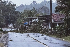 Angin Kencang Batang Pohon Tumbang, Mobilitas Macet Sementara, Cuaca Ekstrem Masih Lanjut 