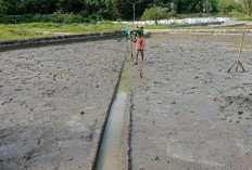 Optimalkan Budidaya Ikan, Pemkab Kaur Bakal Revitalisasi BBI Nasal