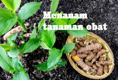 Ingin Menanam Tanaman Obat Tradisional di Lingkungan Rumah, Intip Caranya di Sini Yuk!