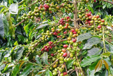 Harga Komoditas Kopi di Bengkulu Masih Fluktuatif, Ikuti Pasar Dunia