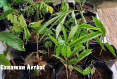 Bukan Hanya Memberikan Keindahan, 10 Manfaat Menanam Tanaman Herbal di Lingkungan Sekitar Rumah