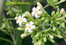 6 Manfaat Bunga Pepaya Untuk Kesehatan Tubuh, Berikut Penjelasan Lengkapnya!