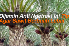 Dijamin Anti Ngetrek! Ini Tips Agar Sawit Berbuah Lebat 