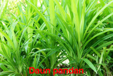 Ini Manfaat Daun Pandan untuk Kesehatan! Mengatasi Luka Bakar Ringan hingga Mencegah Penyakit Mematikan