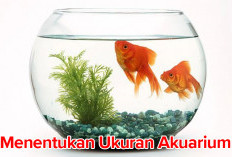 Bingung Menentukan Ukuran Akuarium untuk Ikan Hias yang Ideal, Simak Penjelannya di Sini