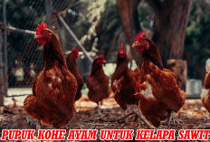 Kohe Ayam Bagus Untuk Pupuk Kelapa Sawit, Ini Keunggulannya