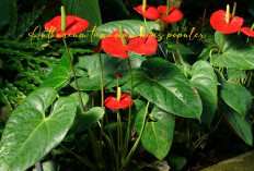 Anthurium Tanaman Hias Populer, Ternyata Ini Manfaatnya Baik untuk Kesehatan Tubuh