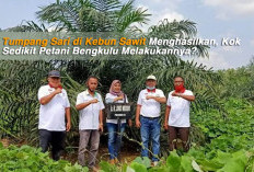 Tumpang Sari di Kebun Sawit Menghasilkan, Kok Sedikit Petani Bengkulu Melakukannya? 