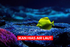 Ingin Memelihara Ikan Hias Air Laut?   3 Jenis Ini yang Mudah Dipelihara