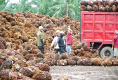 Harga TBS Sawit Anjlok, Harga Barunya Bikin  Petani Melongo, Berikut Faktor Pemicunya
