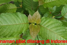 4 Tanaman Obat Dilarang di Indonesia,   Wajib Diwaspadai! Ini Penjelasannya
