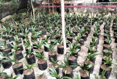 Satu Juta Bibit Sawit Gratis untuk Masyarakat Dijadwalkan Mulai Tahun Ini