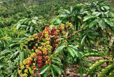 Harga Kopi di Kaur Turun, Inilah  yang Menjadi Kekhawatiran Petani 