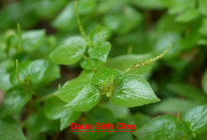 Aman dari Jerawat! Berikut Delapan Manfaat Daun Sirih Cina