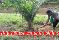 HARUS DIPRAKTEKKAN! Simak Metode Pemeliharaan Gawangan Tanaman Kelapa Sawit Baik dan Benar