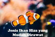 Tertarik Memelihara Ikan Hias di Rumah, 4 Jenis Ikan Hias yang Mudah Dirawat