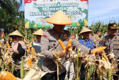 Tak Sekadar Jaga Kamtibmas, Polres BS Ikut Jaga Ketahanan Pangan, Panen Raya Jagung Tembus 8 Ton