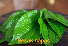 Dijamin Hilangkan Sesak Napas, Tanaman Obat Ini Rahasianya!