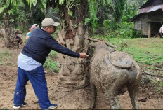 Walau Vaksin Terbatas, Tapi Vaksinasi Penyakit Ngorok Ternak Terus Dimaksimalkan, Ini Penjelasan Kabid Peterna