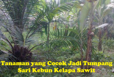 Selain Jagung, Ini Tanaman yang Cocok Jadi Tumpang Sari Kebun Kelapa Sawit