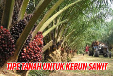 HARUS JADI PERHATIAN! Ini 3 Tipe   Tanah Untuk Kebun Sawit yang Baik