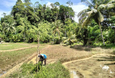 Musim Tanam Telah Dimulai, Petani  Keluhkan   Limbah Rumah Tangga Mencemari Irigasi Sawah