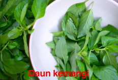 Daun Kemangi Bisa Menyembuhkan Penyakit,  Berikut Kelebihan Tersimpan di Dalamnya! 