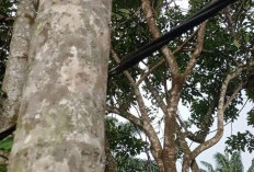 Kabel Listrik Sambungan Rumah Ditemukan Terkelupas, Petugas Yantek Dimana?
