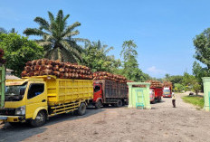 Harga Sawit Hancur, Petani Menjerit, DPRD Murka dan Minta Panggil Semua PKS 