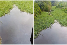Air Sungai Selali Berubah Hitam Pekat dan Berminyak, Warga Pino Raya Curiga Ada Pencemaran Limbah