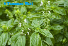 6 Tanaman Obat Ini Jarang Dilirik, Ternyata Membantu Anda Dalam Kondisi Darurat!