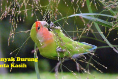Minyak Burung Cinta Kasih, Panarik Rezeki Hingga Wanita Cantik Bisa Nempel, Sudah Terbukti Manjur