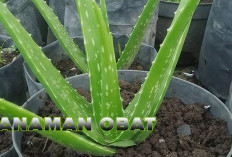 7 Tanaman Obat yang Bagus Ditanam di Pekarangan Rumah