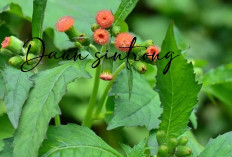 Luar Biasa, Daun Sintrong Mengadung Banyak Vitamin, Berikut Fungsinya untuk Kesehatan 