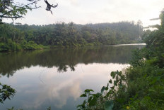 Isu Kemunculan Buaya di Sungai Sambat Belum Terbukti, Begini Penjelasan Kades