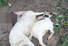 Ular Sanca Batik Masuk Permukiman, Dua Kambing Dimangsa