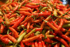 Si Kecil Pedas Kaya Manfaat, Inilah 7 Manfaat Cabai Rawit untuk Kesehatan!