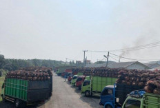 Harga TBS Sawit Berangsur Naik Kembali, Petani Keluhkan Selisih Harga Pabrik dan RAM